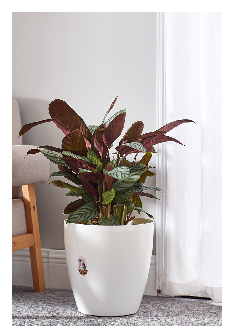 Large Size Eco Friendly Garden plant pot