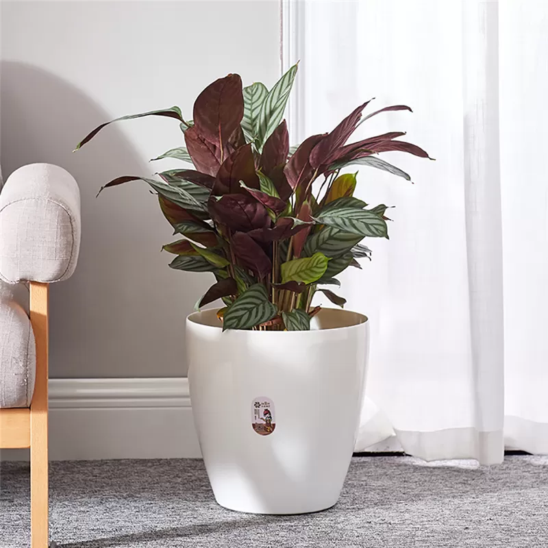 Large Size Eco Friendly Garden plant pot