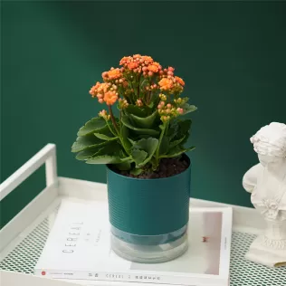 Garden Home Indoor Self Watering Flower Mini Pot