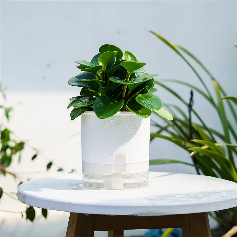 Garden Home Indoor Self Watering Flower Mini Pot